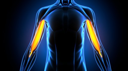 3d illustration of human body muscle anatomy(Medical muscle )