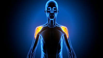 3d illustration of human body muscle anatomy(Medical muscle )