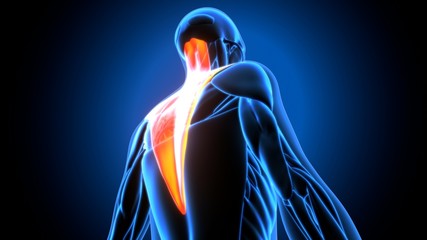 Human anatomy torso back, shoulder, neck muscles, pain. 3D Illustration.