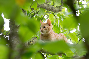 Naklejka na ściany i meble cat on a tree