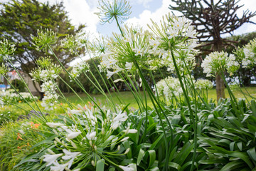 Flowers in a garden in Cornwall at summertime