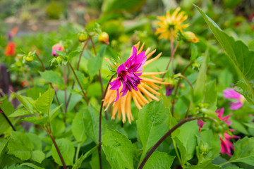 Flowers in a garden in Cornwall at summertime