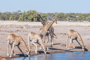 Namibian giraffes drinking water at a waterhole © dpreezg