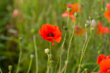 Fototapeta na wymiar Red poppy field in the summertime in Leicester-shire