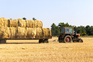 Tractor carrying hay bale rolls - stacking them on pile. Agricultural machine collecting bales of hay on a field