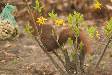 Squirrel eating peanuts