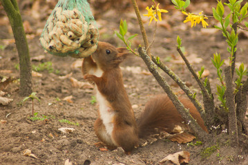 Squirrel eating peanuts