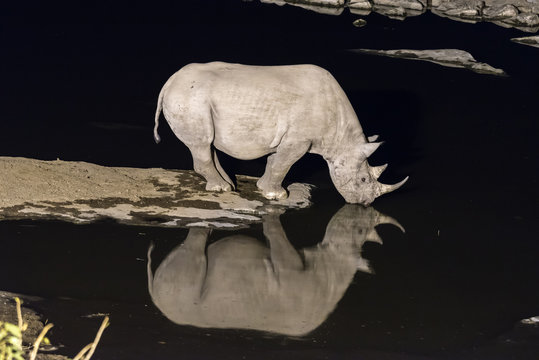 Black rhinoceros drinking water at artificially lit waterhole after sunset