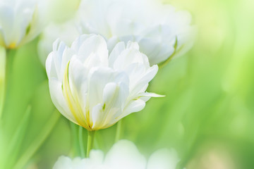 White tulips in the spring garden. Springtime flowering.