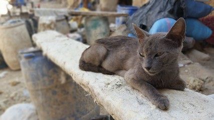 Wild Cat - Fez, Morocco