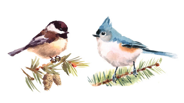 Titmouse and Chickadee Two Birds Watercolor Hand Painted Illustration Set isolated on white background