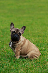 Dog breed French Bulldog