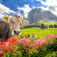 Kuh mit Blumen im Rosengartengebirge