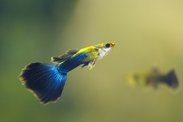 Blue guppy fish