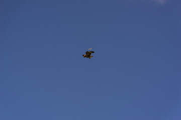 Fototapeta na wymiar Peregrine Falcon hovering against a cloudy sky