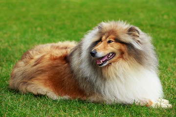 Dog breed Collie