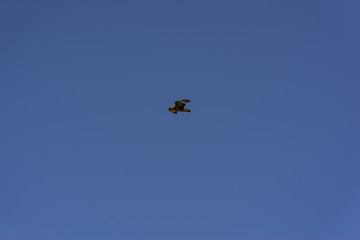 Peregrine Falcon hovering against a cloudy sky