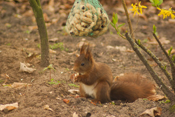 Squirrel eating peanuts