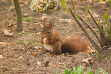 Squirrel eating peanuts