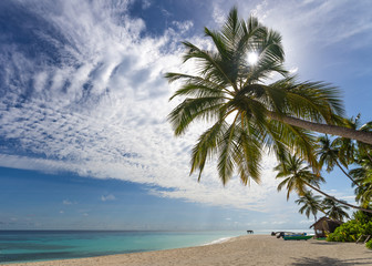Palm tree on a tropical beach