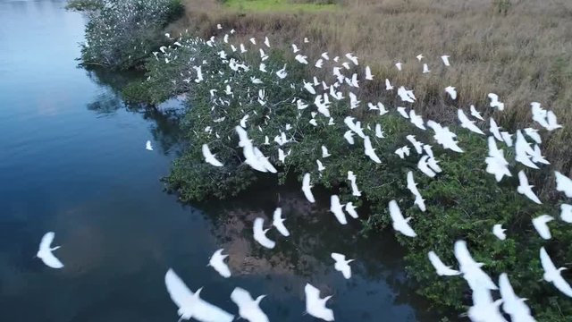 Gar&ccedil;as voando sobre margem do Rio Parana&iacute;ba