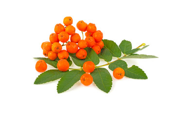 Ashberry on white background