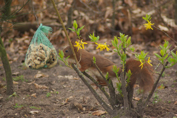 Obraz premium Squirrel eating peanuts