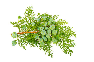 Twig of thuja on white background