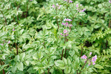 Obraz premium A bush of flowering potatoes in the garden. background