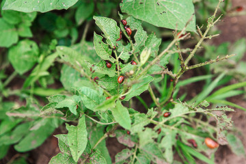 The larvae of the Colorado potato beetle eat the plant. Wreckers.