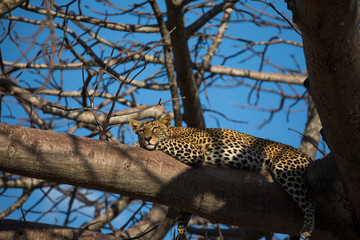 Fototapeta premium Leopard in tree