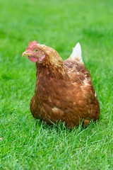 Braune Hybrid-Henne sitzt auf einer Wiese, glückliches Huhn in artgerechter Freilandhaltung, Deutschland, Europa 