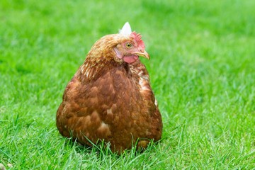 Braune Hybrid-Henne sitzt auf einer Wiese, glückliches Huhn in artgerechter Freilandhaltung, Deutschland, Europa 