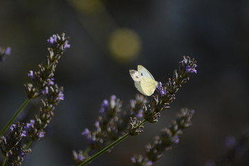 lavanda