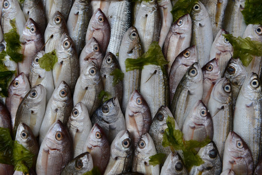 Fish on ice for sale in Naples