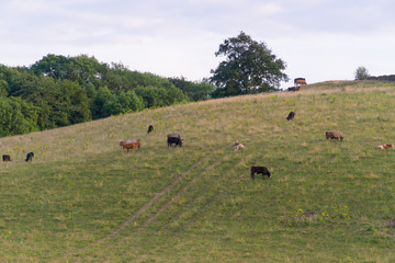 Cows grazing on a hill side in the countryside