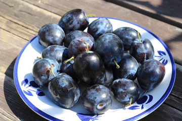 Freshly picked organic ripe delicious blue plums . Blurred background.