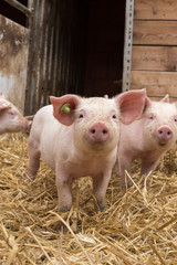 glückliche Bioschweine Bio Ferkel Bioferkel