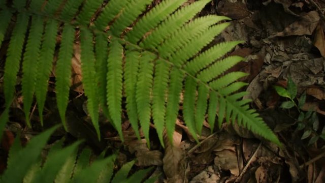 Play of light and shadow on Fern leaves, nature stock HD footage, India