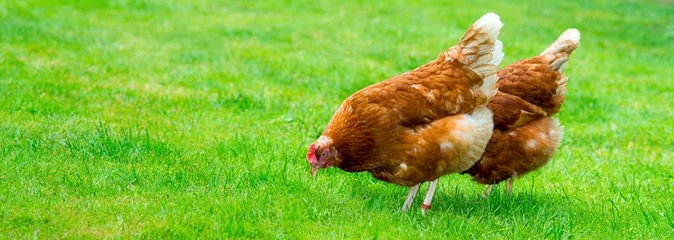 Papier Peint photo Poulet Zwei braune Hybrid-Hennen (Gallus gallus domesticus) laufen frei über eine Wiese, glückliche Hühner in artgerechter Freilandhaltung, Deutschland, Europa, Banner