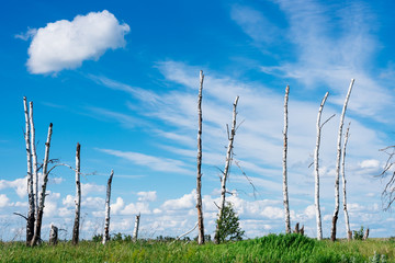 Naklejka premium The landscape depicts broken trees as a result of a great hurricane
