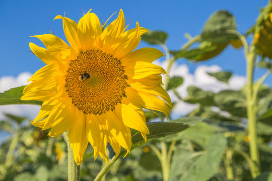 SUNFLOWER ON THE FIELD OF BUMBLE 