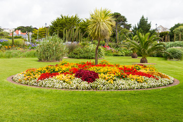 Flowers and plants in a garden in the summertime