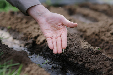 An elderly man planting seeds in the garden