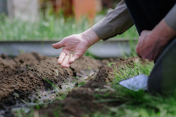An elderly man planting seeds in the garden
