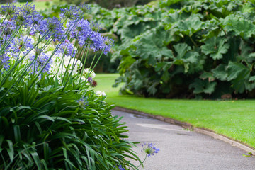 Flowers and plants in a garden in the summertime