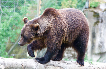 l'ours brun en suède