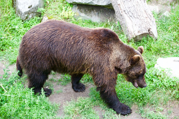 l'ours brun suédois 
