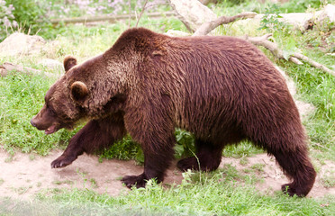 Obraz na płótnie Canvas l'ours brun est un animal sauvage