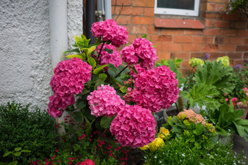 Flowers and plants in a garden in the summertime